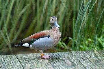 Ringed Teal Duck Standing on Dock