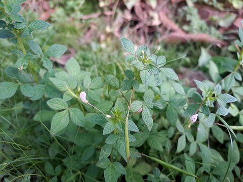 Maman lanang ( Cleome rutidosperma ) is a weed plant that is included in one of the members of the cleomaceae family . This plant is locally known as maman lanang, maman ungu or maman laki.