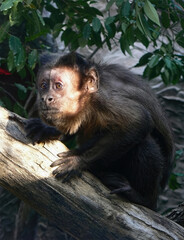 Capuchin Monkey Perched on Tree Branch