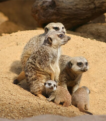 Fototapeta premium Meerkat Family Clustered on Sand