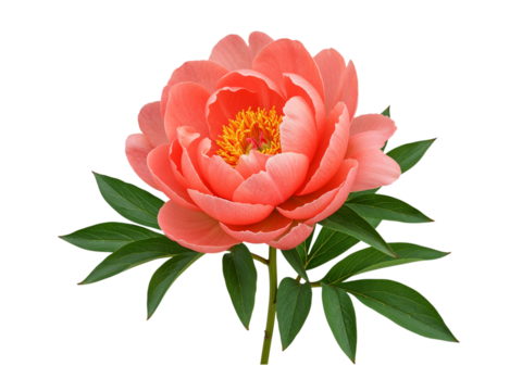 Beautiful coral peony flower with green leaves isolated on transparent background