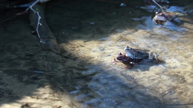 A Pair Of Brown Frogs Mating (Amplexus) In Shallow Water During The Spring Reproduction Season. Another Frog Is Visible In The Background. Natural Amphibian Behavior.