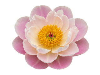 Beautiful pink and yellow peony flower with delicate petals isolated on transparent background