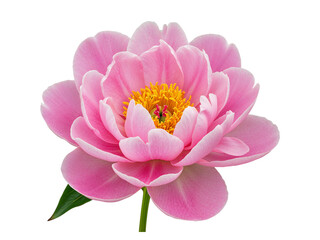 Obraz premium Close up of a beautiful pink peony flower with yellow stamens and green stem isolated on transparent background