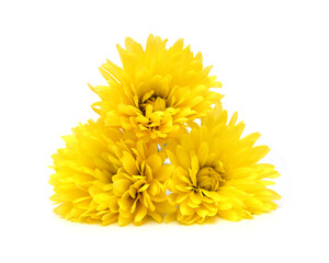 Yellow chrysanthemum isolated on white background