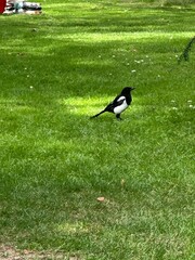 Magpie bird on grass in a meadow