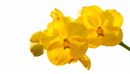Obraz premium Close-up of vibrant yellow orchid blossoms and buds against a bright white background.