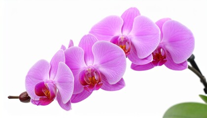 Fototapeta premium Close-up of three vibrant pink orchids against a white background.