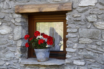 window and flowers