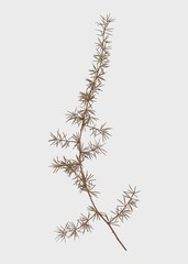 Botanical poster, greige leaves, nature design