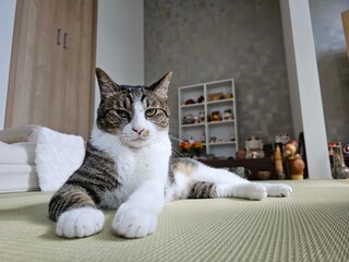 A sleepy tabby cat lies comfortably on a tatami mat, its eyes half-closed and looking directly at...