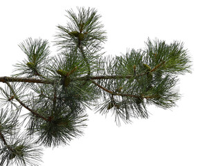Photo of a pine branch on a transparent background © Валерий Плотников