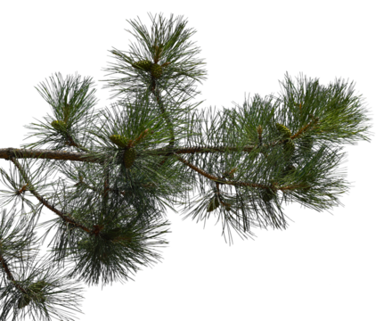 Photo of a pine branch on a transparent background