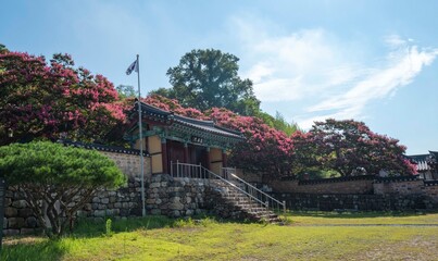 전통 한국의 한옥(사당)에 핀 여름꽃 배롱나무꽃
