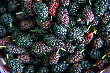 Harvested mulberries, a fruit filled with antioxidants and healthy nutrients. 