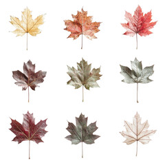 Fototapeta premium Collection of nine colorful artificial maple leaves on stems isolated on transparent background