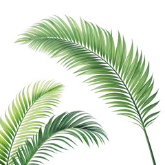 Fototapeta premium Green palm fronds isolated on transparent background