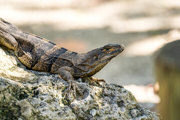 Adult Spiny-Tailed Iguana Posing on Rocky Terrain