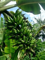 hdr, Green color of bandana fruit with raw condition perched on the plant in garden 