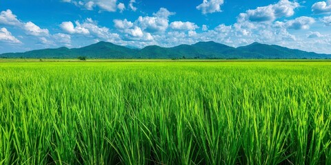 Obraz premium Lush green rice paddy stretches to distant mountains under a vibrant sky