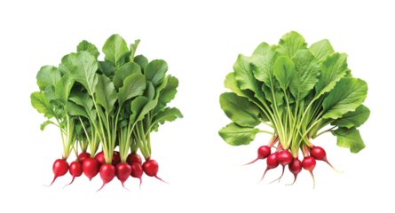 Radish Leaf Stem Spread: Multiple radish leaf stems spread like a fan, vibrant and organic PNG