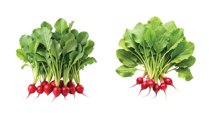 Radish Leaf Stem Spread: Multiple radish leaf stems spread like a fan, vibrant and organic PNG
