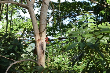 trees in the tropical forest of Indonesia, nature concept photo