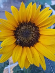 Obraz premium sunflower and bee