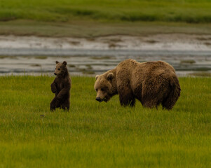 Brown Bear in Sedge Grass