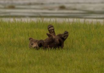 Brown Bear in Sedge Grass
