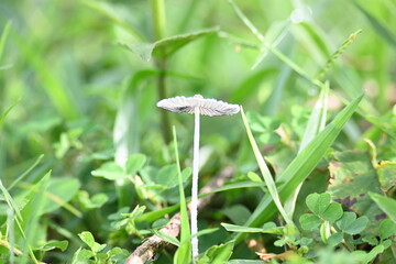 Coprinopsis lagopus mushroom. It  is a species of fungus in the family Psathyrellaceae. It is commonly known as the harefoot mushroom. It is a delicate and short lived fungus.
