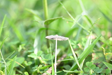 Coprinopsis lagopus mushroom. It  is a species of fungus in the family Psathyrellaceae. It is commonly known as the harefoot mushroom. It is a delicate and short lived fungus.
