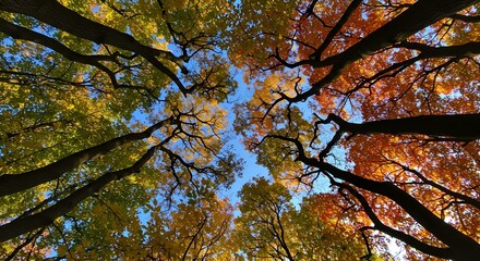 Autumn Branch Layers: Colorful Overhead Tree View