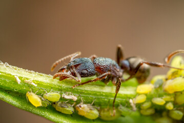 Metallic Green Ant (Rhitidoponera sp) overlooks some small green aphids on the stem of a leaf.