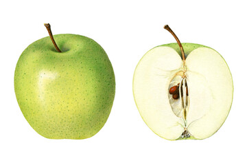 Vintage green apples transparent png. Digitally enhanced illustration