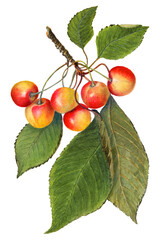 Vintage branch of cherry transparent png. Digitally enhanced illustration