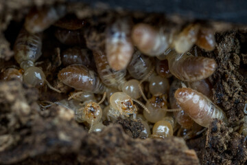 A colony of termites inside a nest in a tree stump