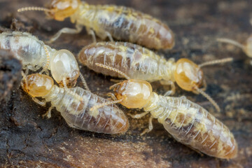 Dictyoptera termite workers moving back and forth after their nest is disturbed