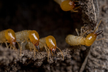 Coptotermes soldier termites line up along the edge of a damaged tunnel waiting to defend the colony’s nest