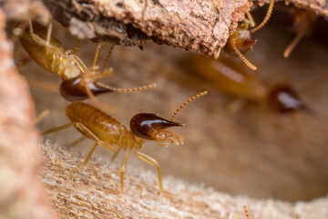 Nasute termites stand in a tunnel they bored through a piece of wood