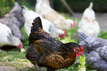 Colorful Chickens Eating Fresh Lettuce in Farmyard