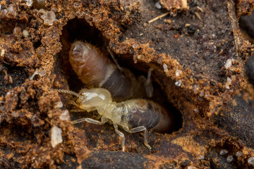 Termites inspect and repair a tunnel that has been damaged