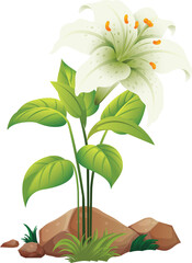 vector illustration of white flower