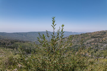Frangula rubra (syn. Rhamnus rubra)， red buckthorn and Sierra coffeeberry. McGee Vista Point / McGee Overlook, Sequoia National Forest / Giant Sequoia National Monument. Kings Canyon National Park