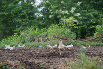 Chickens look for food on the ground.
