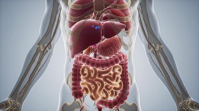 Human Digestive System Anatomy and Physiology