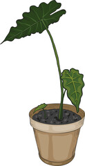 vector illustration of a young plant in a pot