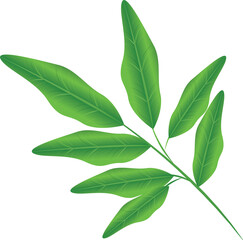 vector illustration of a stem of multiple green leaf