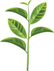 vector illustration of a stem of multiple green leaves