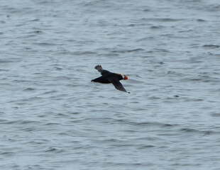 Tufted Puffin